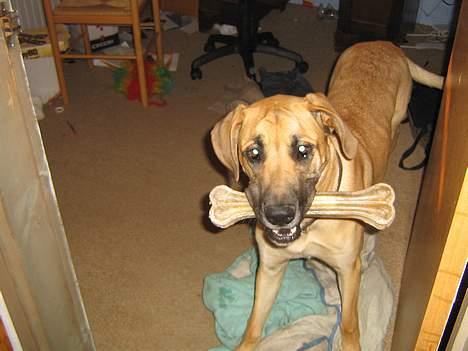 Grand danois Rosa - Du må ikke tage mit kødben! billede 9