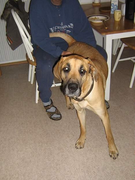 Grand danois Rosa - Uha, jeg elsker at blive kløet på ryggen ! billede 10