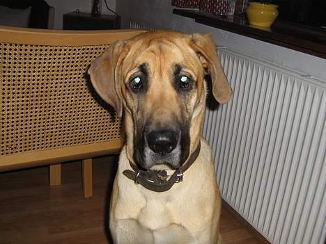 Grand danois Rosa - Hej med dig  billede 11