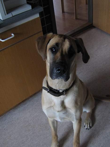 Grand danois Rosa - Gi´ mig nu bare den kiks !!! billede 12