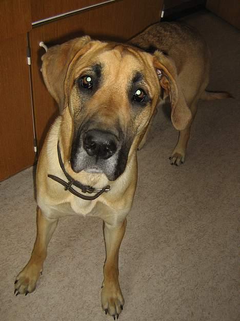 Grand danois Rosa - Hvad er det,.? Et kamera? snus snus billede 13