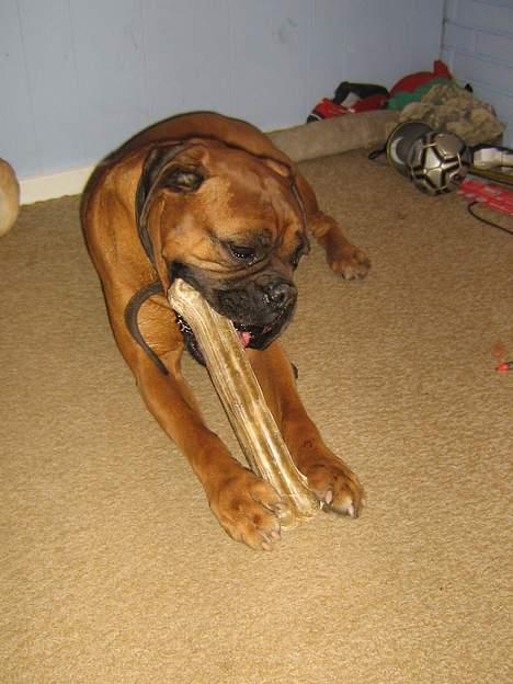 Boxer Krølle- Død - *Gnaske Gnaske .. dejligt kødben c[: billede 12