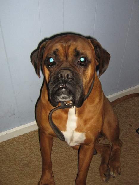 Boxer Krølle- Død - STOP nu det der .. billede 13