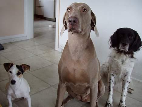 Weimaraner Nanna - død december 2008 billede 4