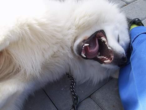 Samojedhund Bamse  - Taget i en leg :P Han troede vist han var Meget farlig :P Hehe, men dog helt harmløs.. billede 12