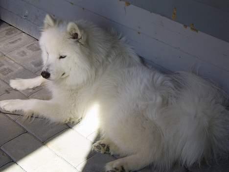 Samojedhund Bamse  - Bamse tager solbad :) billede 13
