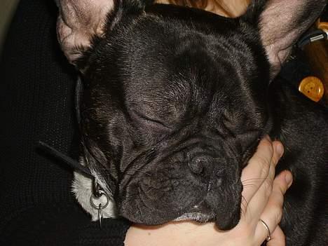 Fransk bulldog Bufas:) billede 10