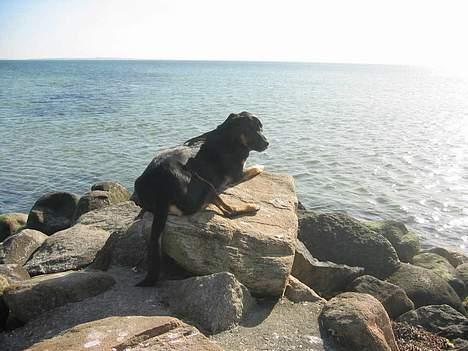 Blanding af racer Samson - Det er dejligt at ligge ved stranden billede 1