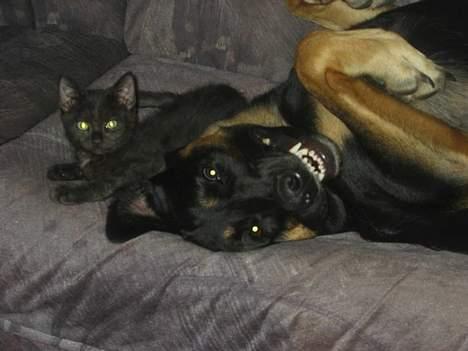 Blanding af racer Samson - Det er mig er minny billede 2