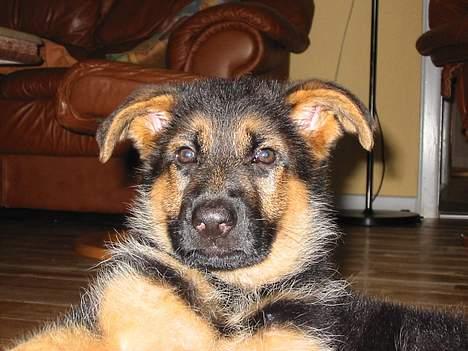 Schæferhund Bonnie <3 - Bonnie som lilløh <3 billede 5