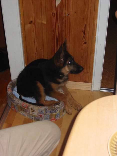 Schæferhund Bonnie <3 - Bonnie i hvores mormors hunds hundekurv, og det er altså en PUDDEL !! haha ! billede 6