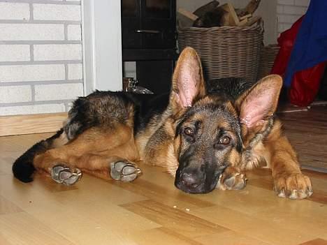 Schæferhund Bonnie <3 - Slapper af ! billede 7