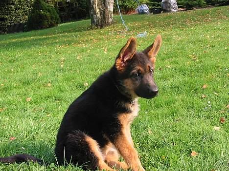 Schæferhund Bonnie <3 - KIGGER PÅ DIG ! billede 8