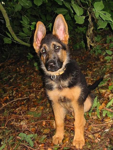 Schæferhund Bonnie <3 - Udenfor i en skov, kan ekk holde det ene øre oppe endnu ! billede 9