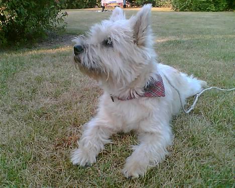 Cairn terrier Emsig billede 1