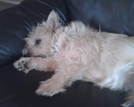Cairn terrier Emsig billede 2