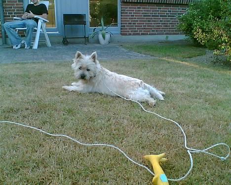Cairn terrier Emsig billede 3