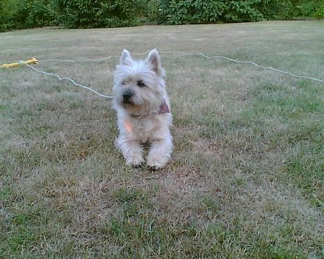 Cairn terrier Emsig billede 4