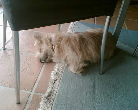 Cairn terrier Emsig billede 5