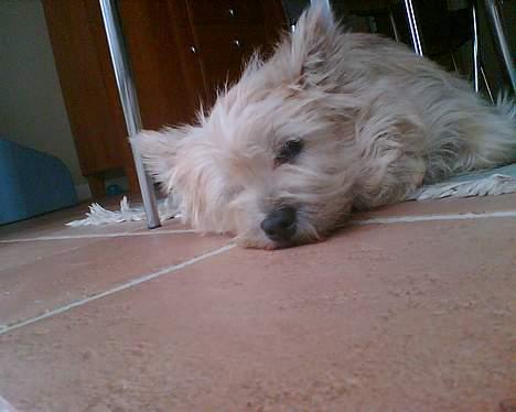 Cairn terrier Emsig billede 6