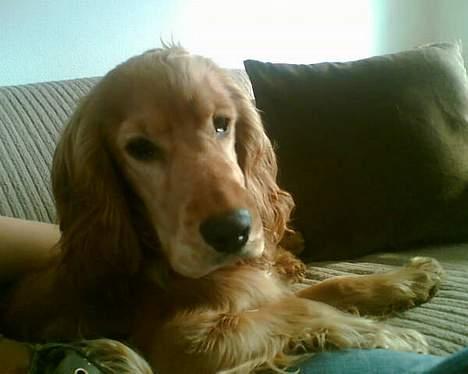 Cocker spaniel *William* Er aflivet !:( - Nyt billede, fra April=) Hej far.. billede 12