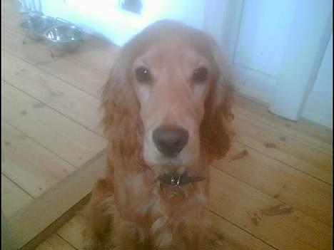 Cocker spaniel *William* Er aflivet !:( - Nyt billede, fra April=) billede 13