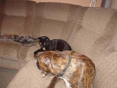 Boxer king er sovet ind juli måndet billede 1