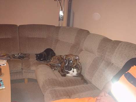 Boxer king er sovet ind juli måndet billede 2