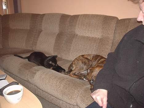 Boxer king er sovet ind juli måndet billede 3