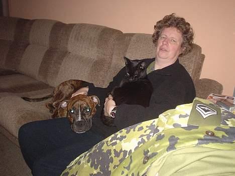 Boxer king er sovet ind juli måndet billede 4