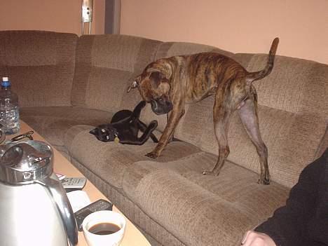 Boxer king er sovet ind juli måndet billede 5