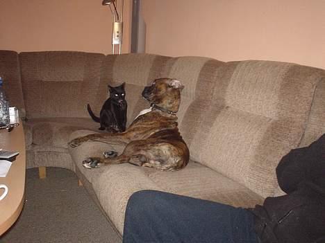 Boxer king er sovet ind juli måndet billede 7