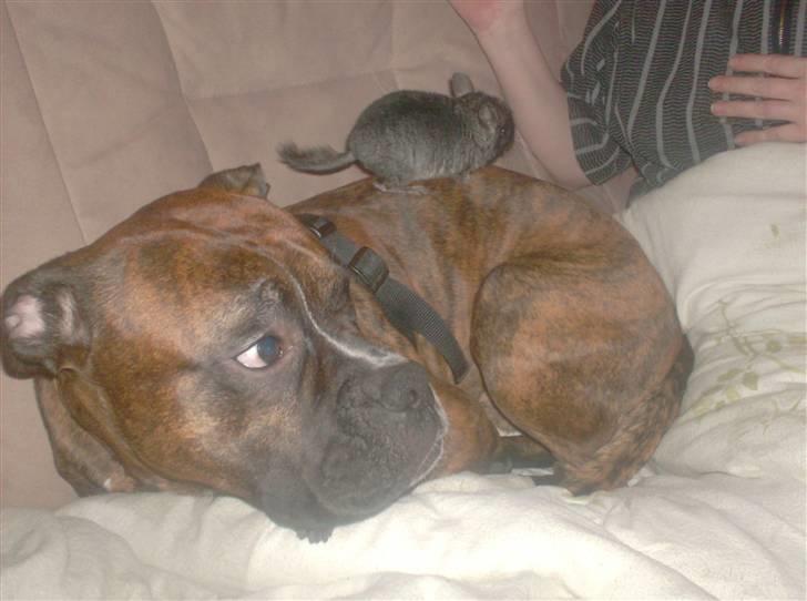 Boxer king er sovet ind juli måndet billede 8