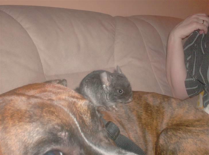 Boxer king er sovet ind juli måndet billede 9