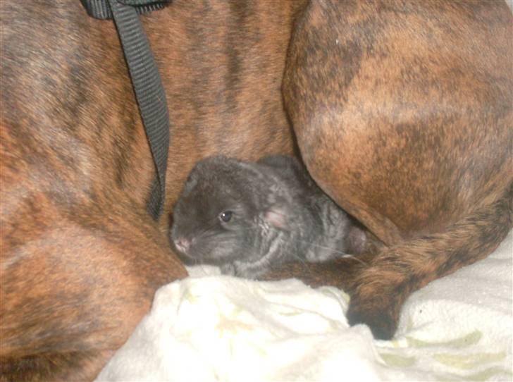 Boxer king er sovet ind juli måndet billede 10