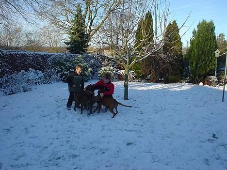 Boxer king er sovet ind juli måndet billede 11