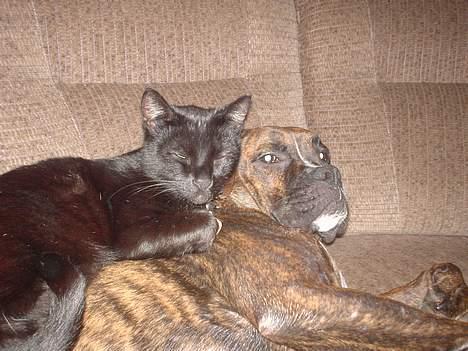 Boxer king er sovet ind juli måndet billede 12