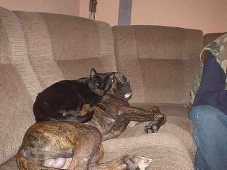 Boxer king er sovet ind juli måndet billede 13