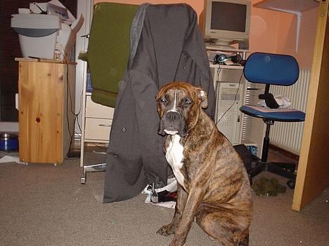 Boxer king er sovet ind juli måndet billede 14