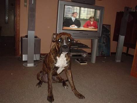 Boxer king er sovet ind juli måndet billede 15