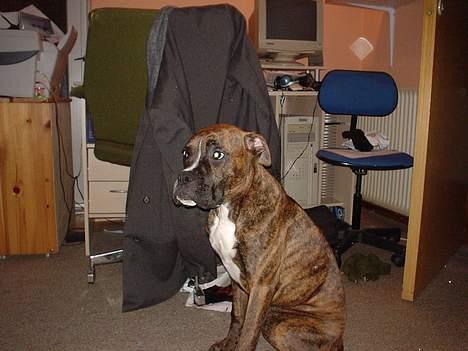 Boxer king er sovet ind juli måndet billede 16