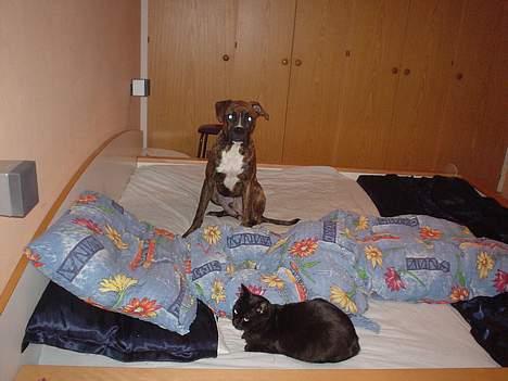 Boxer king er sovet ind juli måndet billede 17