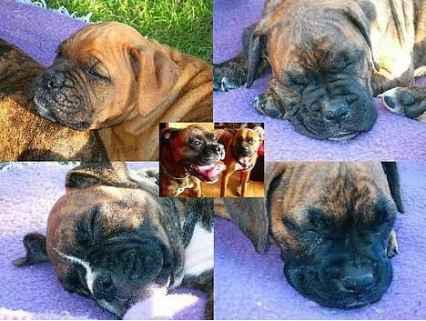 Boxer king er sovet ind juli måndet billede 18