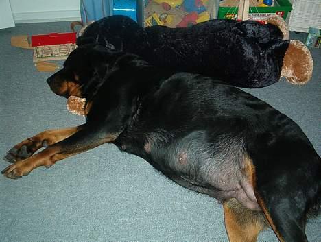 Rottweiler bella - D.22-4-06 Her ligger jeg med min store mave og skal snart føde!! billede 10