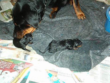 Rottweiler bella - så er der kommet 2 hvalpe billede 11