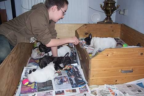 Fransk bulldog EMMA - mennesket vs hunden billede 9