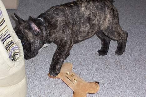 Fransk bulldog EMMA - gemmer mig lige billede 11