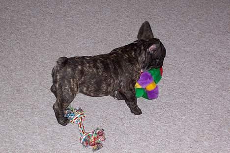 Fransk bulldog EMMA - her er jeg drenge jeg er singel billede 12