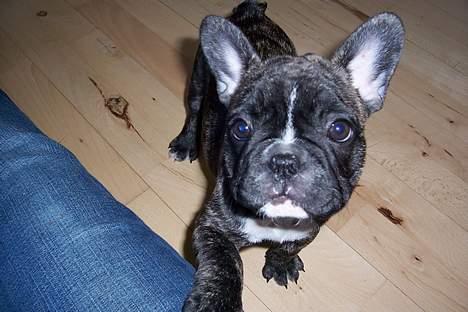 Fransk bulldog EMMA - vof vof vof jeg er sadig singel billede 13