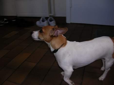 Jack russell terrier Idefex - her er jeg i haven billede 9